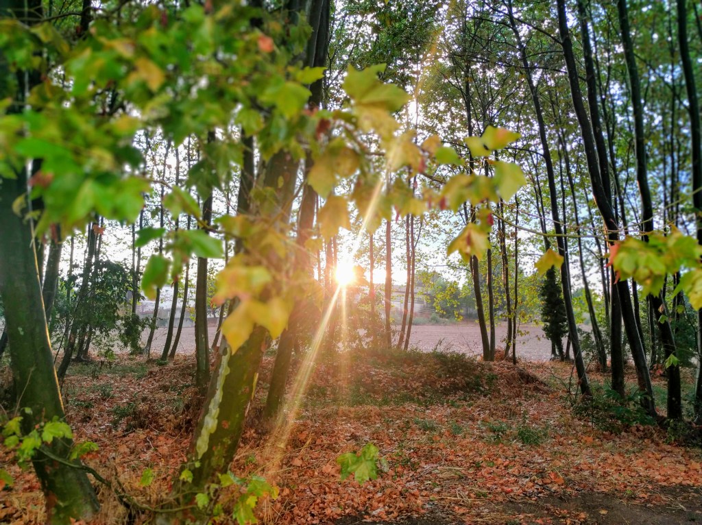 Tècniques de relaxació